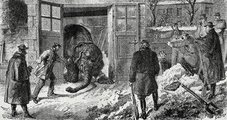 51 siege paris abattage elephant b 400